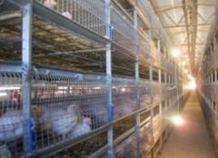K-1342 AUTOMATIC CHICKEN CAGE