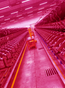TT-7917 SAVIO HANK TO CONE WINDER, 60 HEADS, YEAR 1986